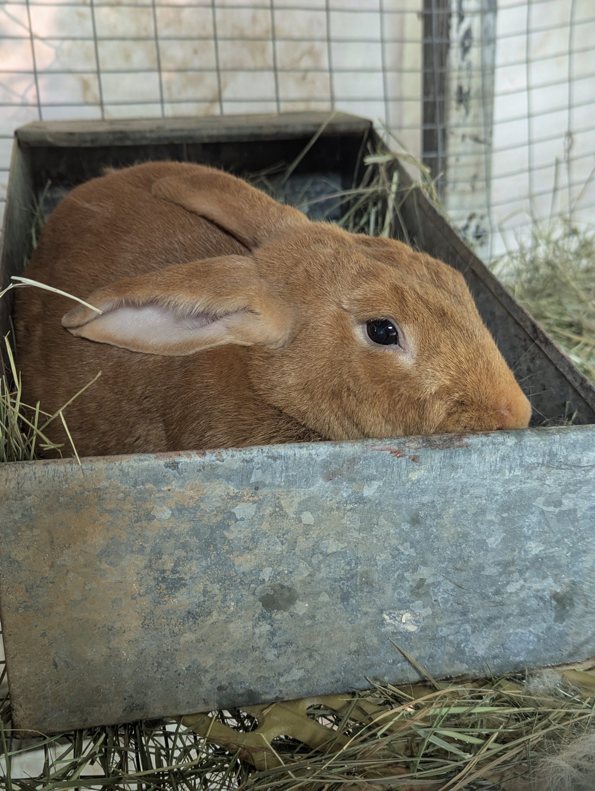 Nest Boxes and Bedding Choices for Rabbits: Creating a Safe and Comfortable Haven