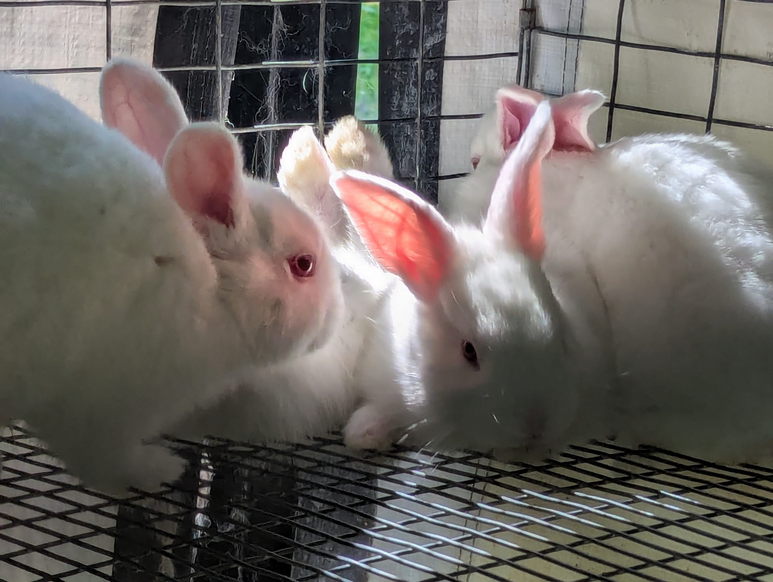 TAMUK Rabbits: A Heat-Tolerant Breed for Sustainable Meat Production