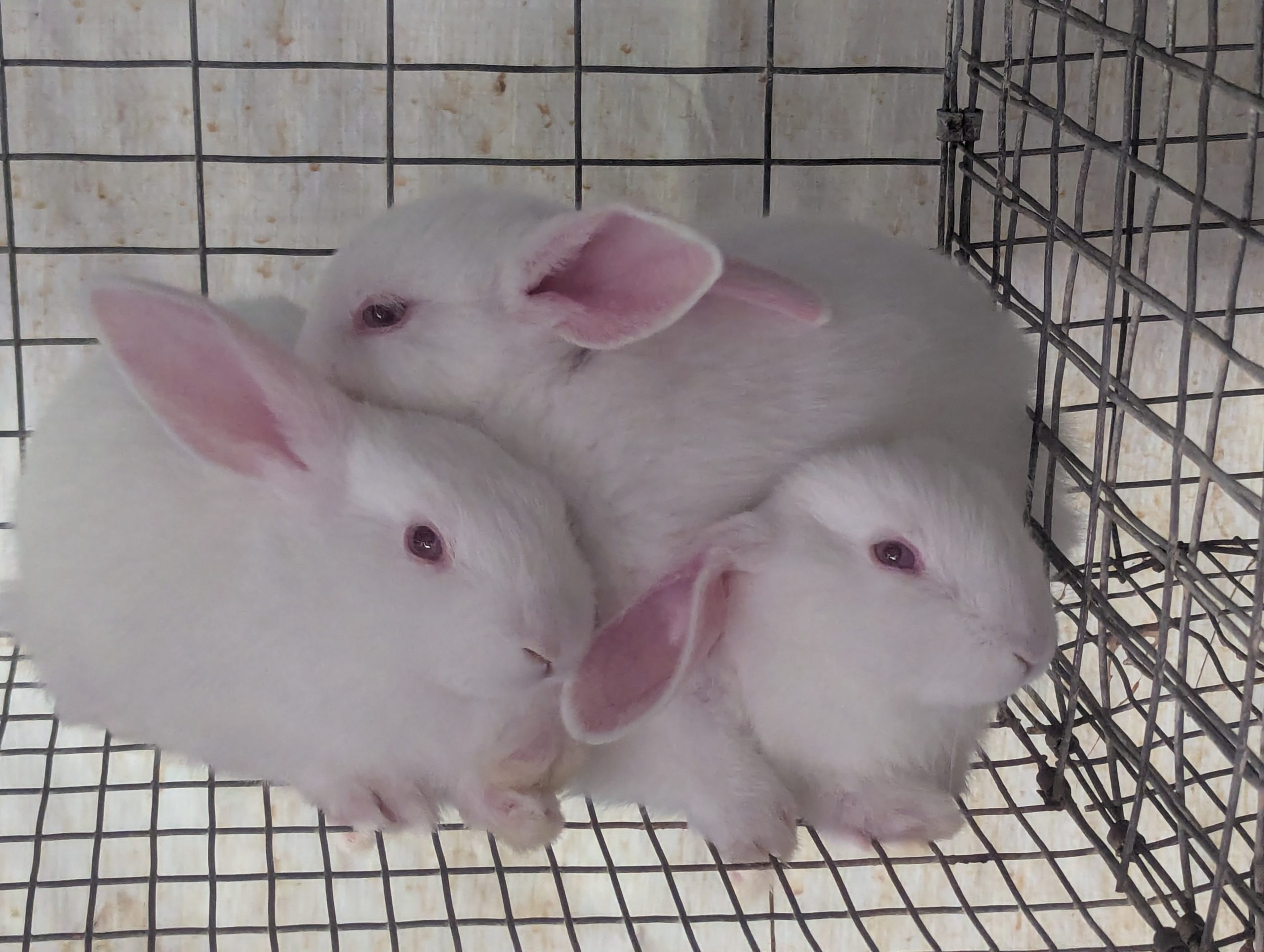Weaning Enteritis in Rabbits: Causes, Symptoms, Prevention, and Treatment
